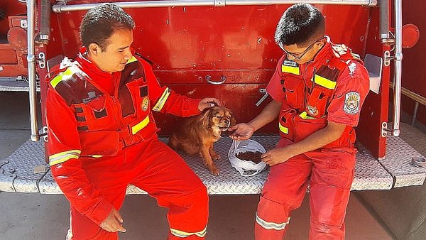 Bomberos rescatan y adoptan a perrita preñada que fue lanzada a río (VIDEO)