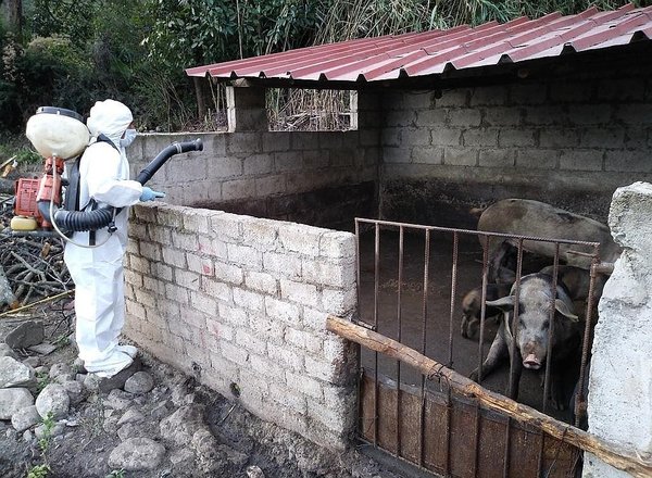 Controlan a tiempo brote de peste porcina en Abancay