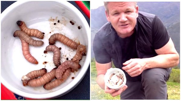 Gordon Ramsay prepara huevos revueltos con gusanos y pisco en Cusco (VIDEO)