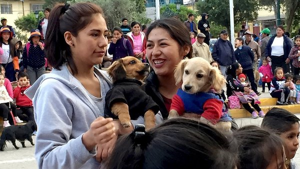 Aprueban ordenanza municipal que vela por la integridad física de las mascotas