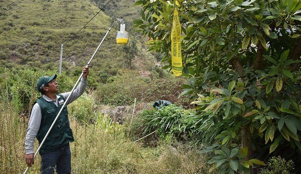 ​Limatambo y Mollepata ya cuentan con red de vigilancia de Mosca de la Fruta