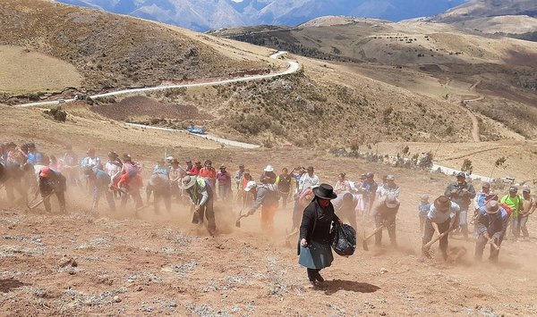 Sembrarán 2 250 hectáreas de pastos cultivados y forrajes en Apurímac