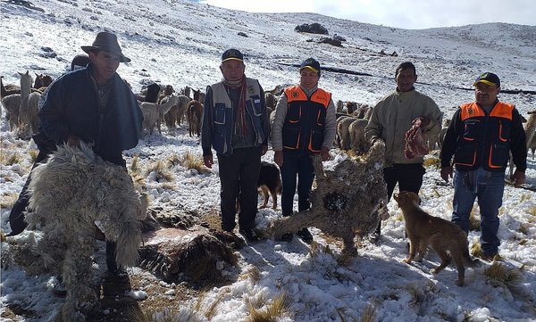 Por intensas nevadas alcaldesa declarará en emergencia provincia de Antabamba